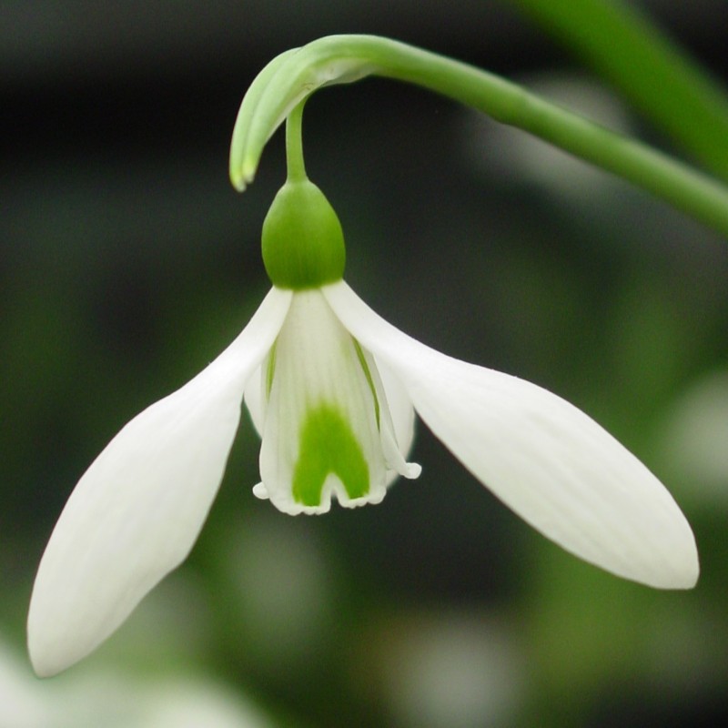 Galanthus 'Colossus' Galanthus 'Colossus'