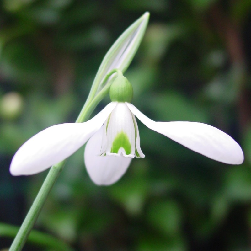 Galanthus 'Colossus' Galanthus 'Colossus'