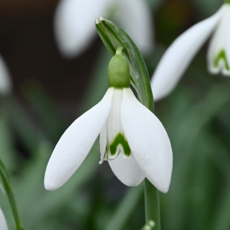 Galanthus 'White Dream' Galanthus 'White Dream'