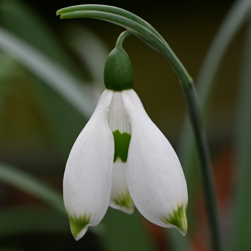 Galanthus 'Button' Galanthus 'Button'