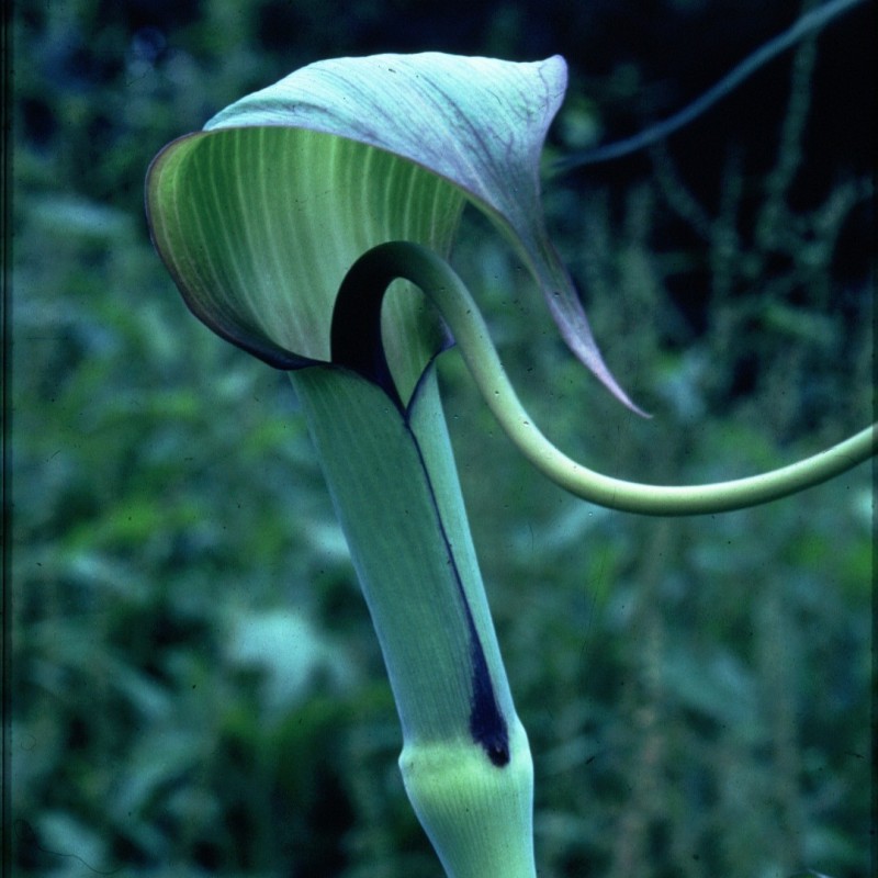 Arisaema tortuosum Arisaema tortuosum