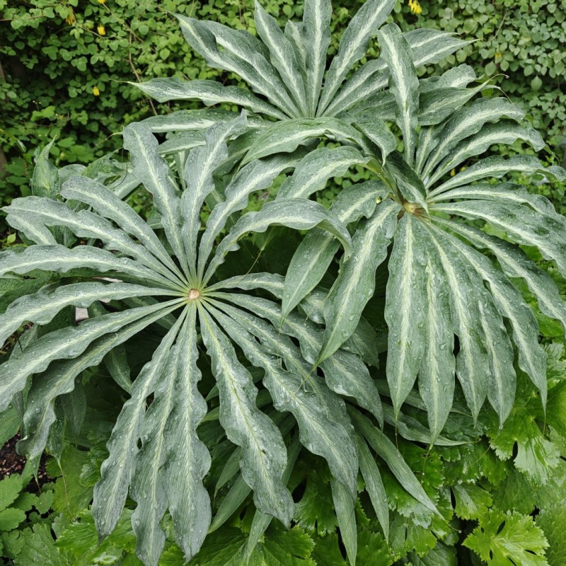Arisaema consanguineum 'The Perfect Wave' Arisaema consanguineum 'The Perfect Wave'