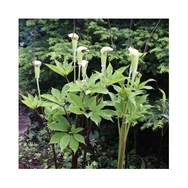 Arisaema tortuosum Arisaema tortuosum