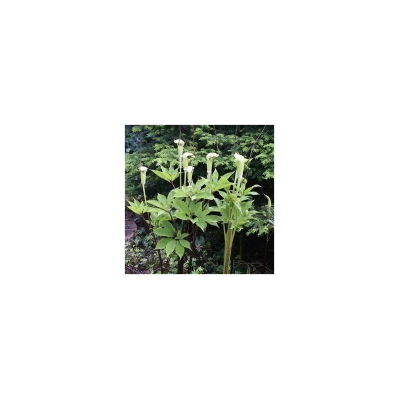 Arisaema tortuosum Arisaema tortuosum