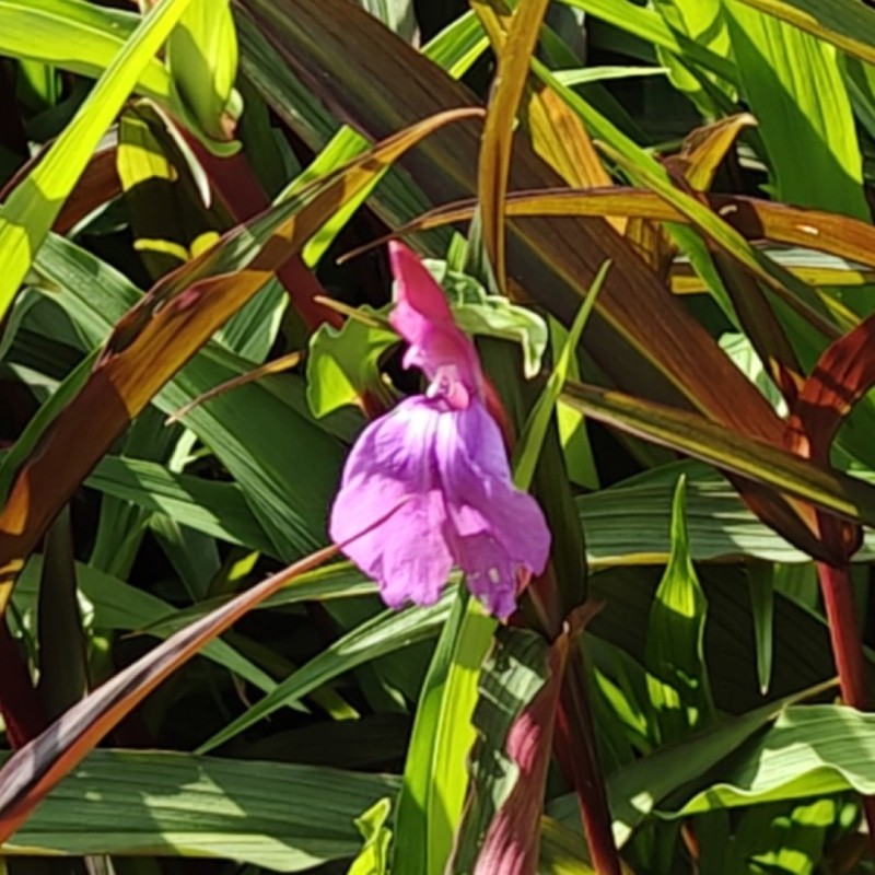 Roscoea purpurea 'Paul Bygrave's Hybrids' Roscoea purpurea 'Paul Bygrave's Hybrids'