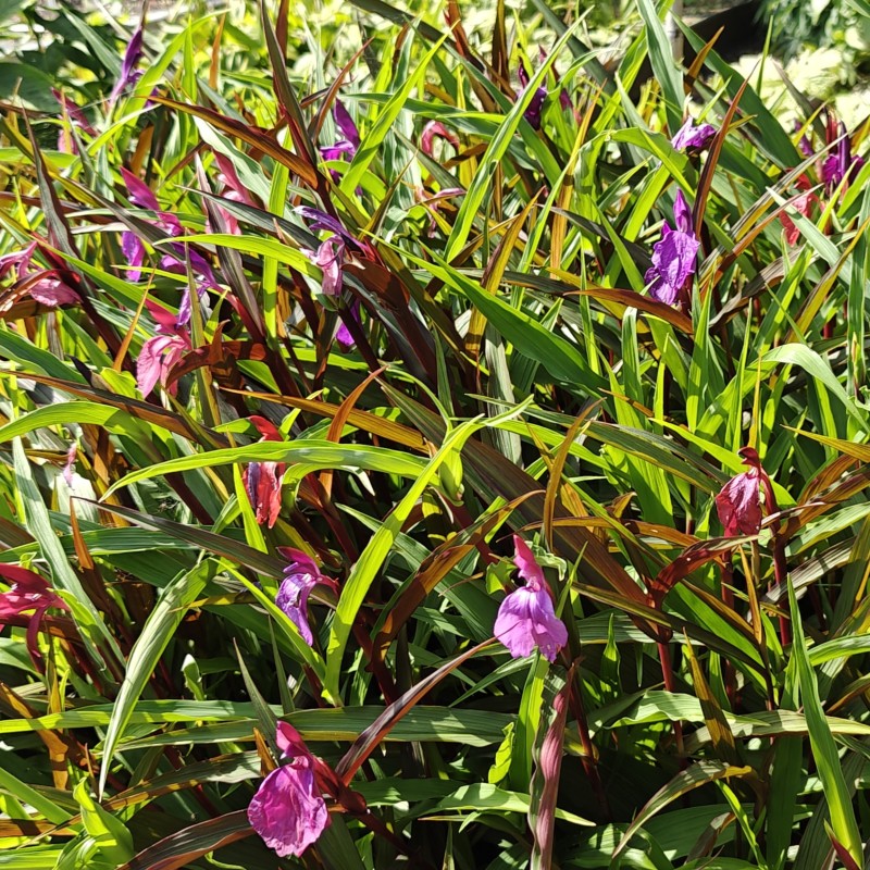 Roscoea purpurea 'Paul Bygrave's Hybrids' Roscoea purpurea 'Paul Bygrave's Hybrids'