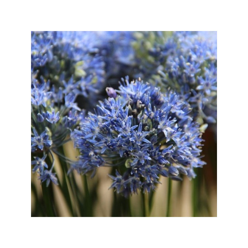 Allium caeruleum