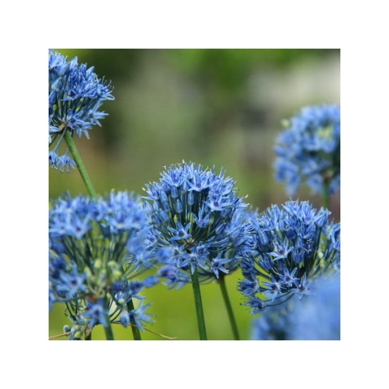 Allium caeruleum