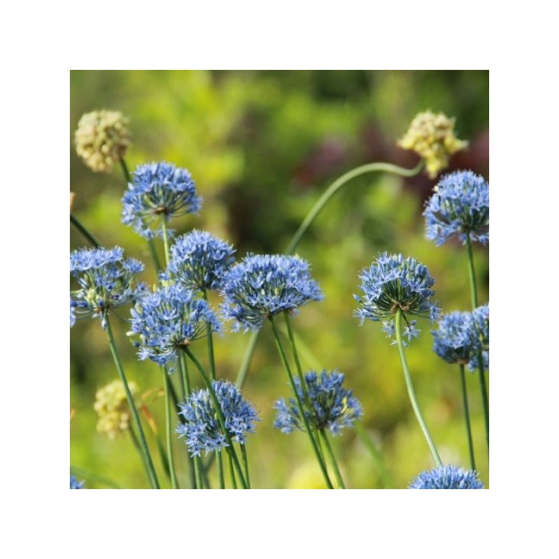 Allium caeruleum