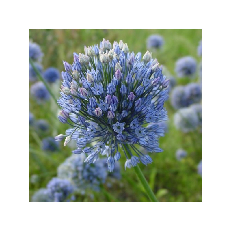 Allium caesium Allium caesium