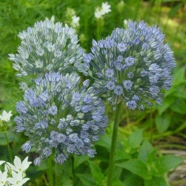 Allium caesium Allium caesium