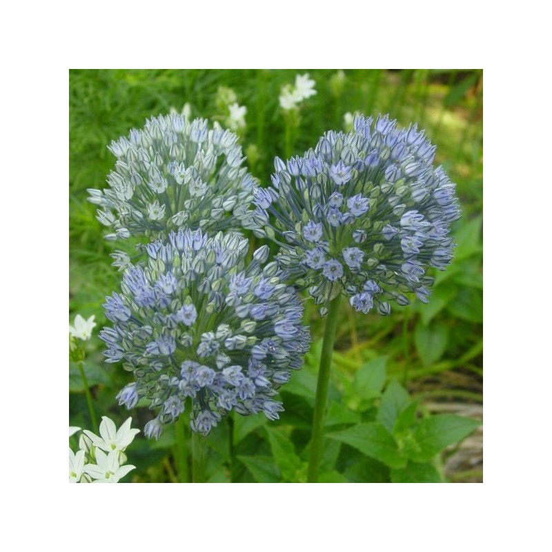 Allium caesium Allium caesium