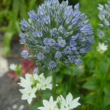 Allium caesium Allium caesium