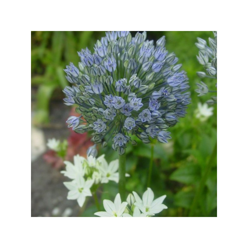 Allium caesium Allium caesium