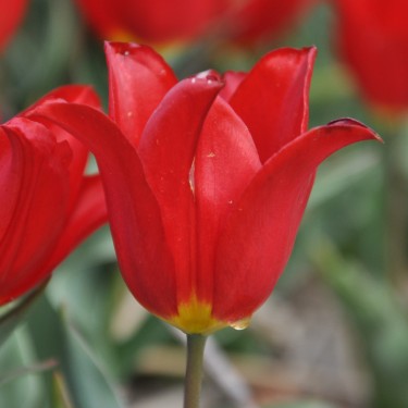 T. 'Duc van Tol Max Cramoisie'