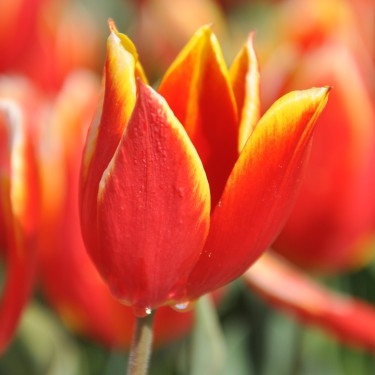 T. 'Duc van Tol Red and Yellow'