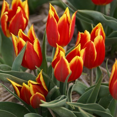 T. 'Duc van Tol Red and Yellow' T. 'Duc van Tol Red and Yellow'
