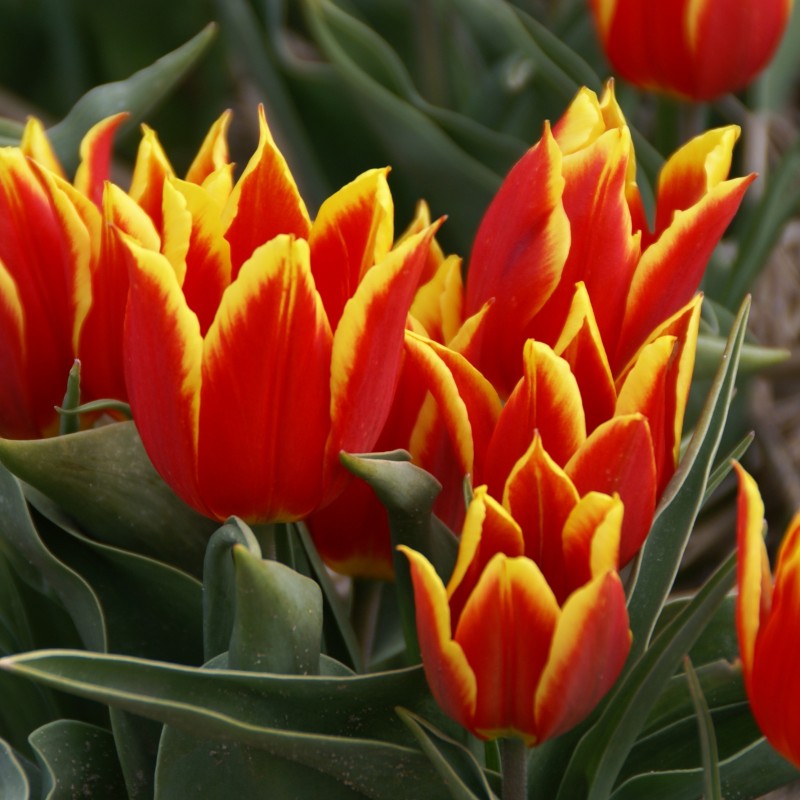 T. 'Duc van Tol Red and Yellow' T. 'Duc van Tol Red and Yellow'