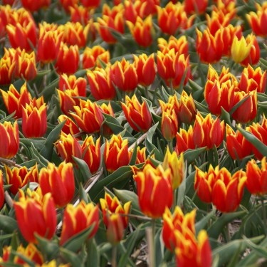T. 'Duc van Tol Red and Yellow' T. 'Duc van Tol Red and Yellow'