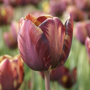 Tulipa 'Absalon' Tulipa 'Absalon'