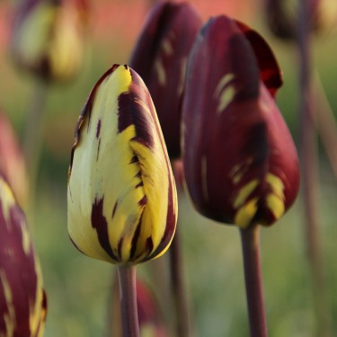 Tulipa 'Absalon' Tulipa 'Absalon'