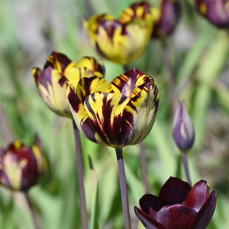 Tulipa 'Absalon' Tulipa 'Absalon'