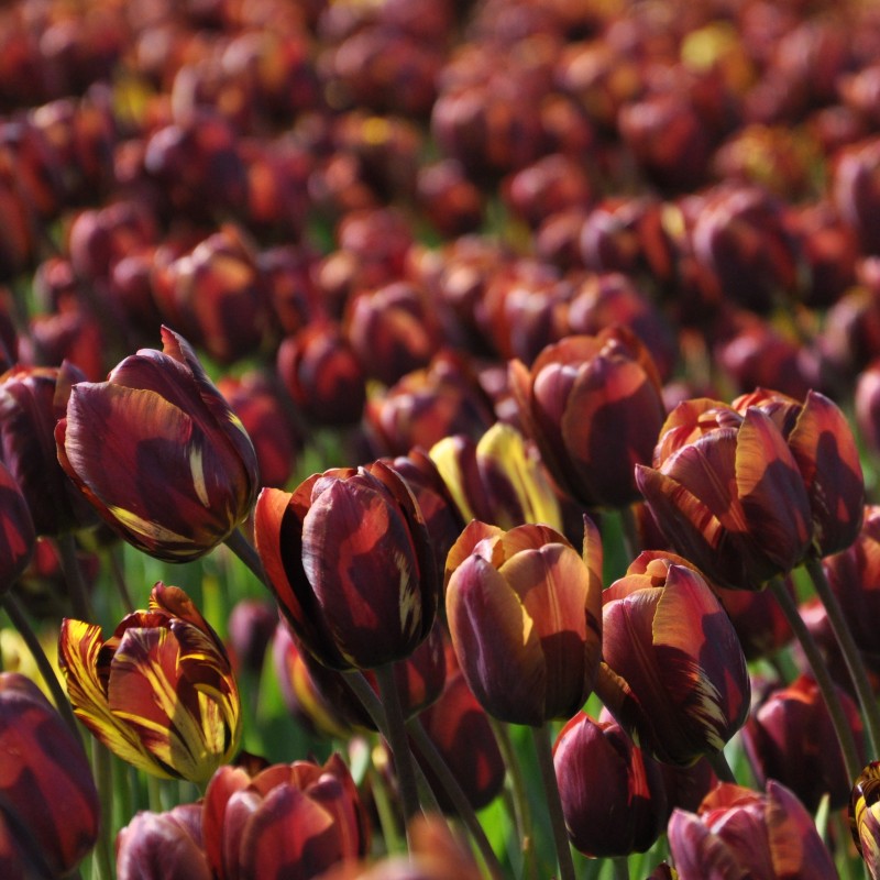 Tulipa 'Absalon' Tulipa 'Absalon'