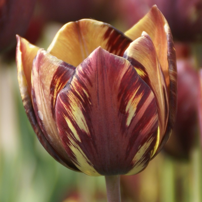 Tulipa 'Absalon' Tulipa 'Absalon'