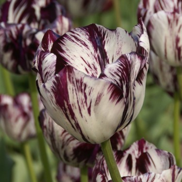 Tulipa 'Adonis'