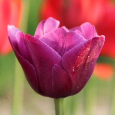 Tulipa 'Aesculapius'