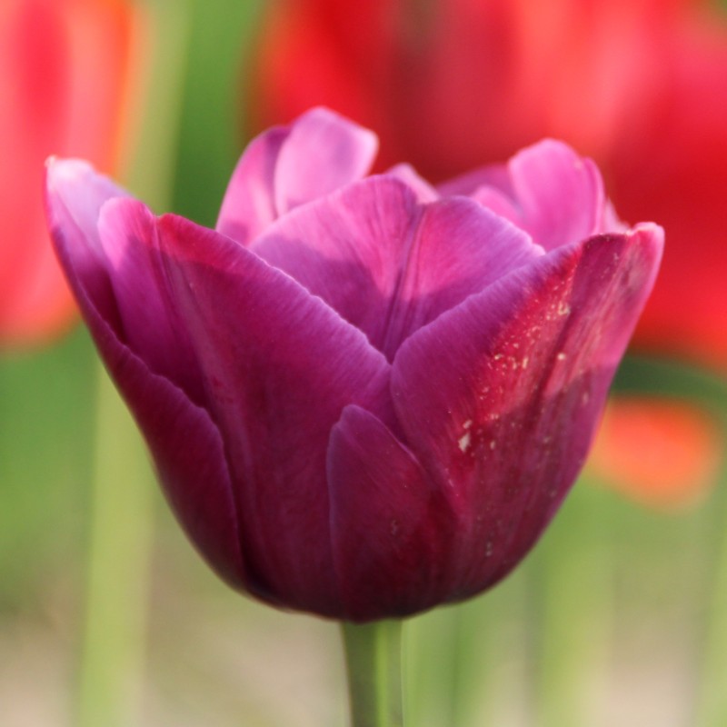 Tulipa 'Aesculapius' Tulipa 'Aesculapius'