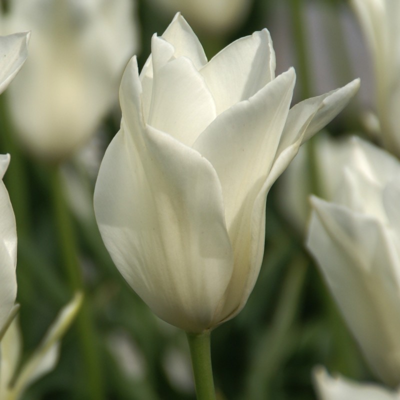 Tulipa 'Alba Regalis' Tulipa 'Alba Regalis'