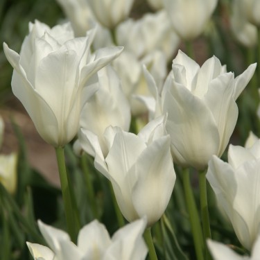 Tulipa 'Alba Regalis' Tulipa 'Alba Regalis'