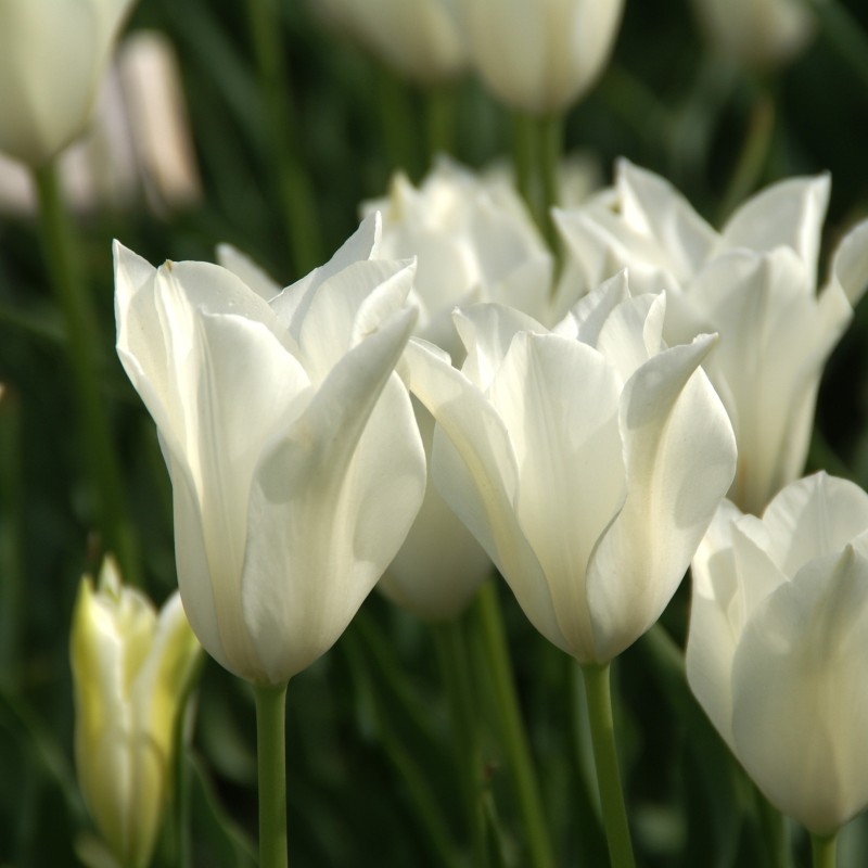 Tulipa 'Alba Regalis' Tulipa 'Alba Regalis'