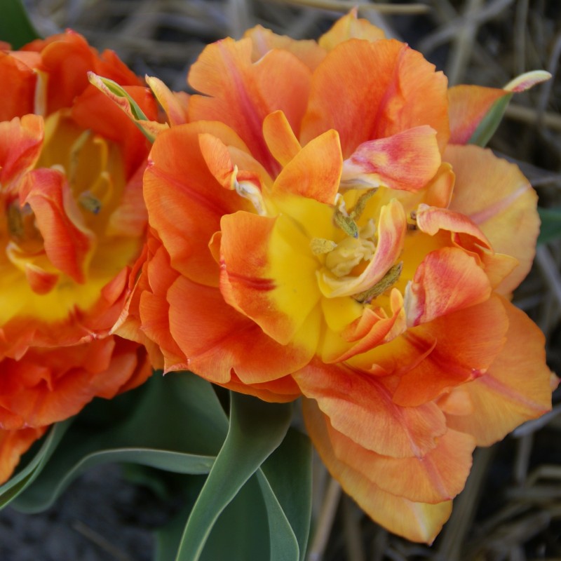 Tulipa 'Anthony Eden' Tulipa 'Anthony Eden'