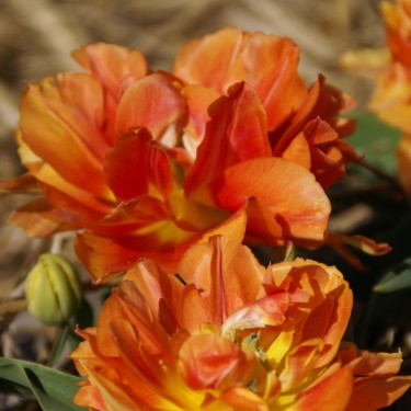 Tulipa 'Anthony Eden' Tulipa 'Anthony Eden'