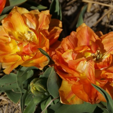 Tulipa 'Anthony Eden' Tulipa 'Anthony Eden'