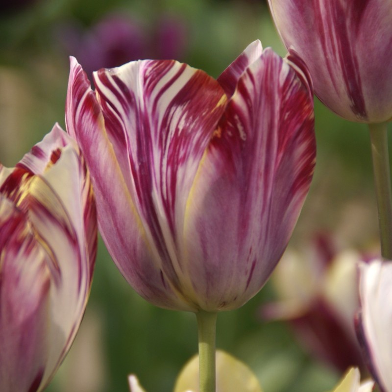 Tulipa 'Beauty of Bath' Tulipa 'Beauty of Bath'