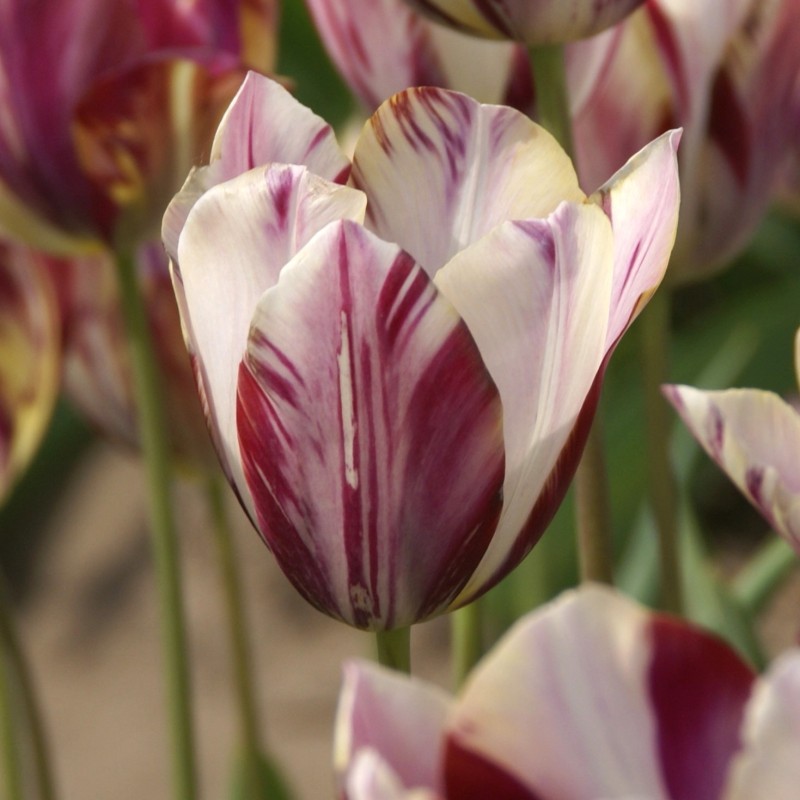 Tulipa 'Beauty of Bath' Tulipa 'Beauty of Bath'