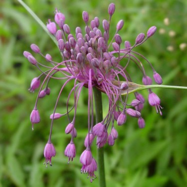 Allium carinatum subsp. pulchellum