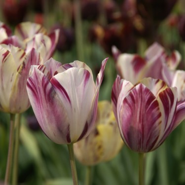 Tulipa 'Beauty of Bath' Tulipa 'Beauty of Bath'