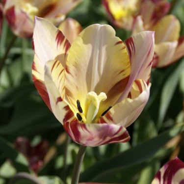 Tulipa 'Beauty of Bath' Tulipa 'Beauty of Bath'