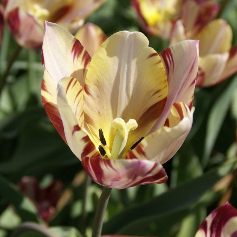 Tulipa 'Beauty of Bath' Tulipa 'Beauty of Bath'