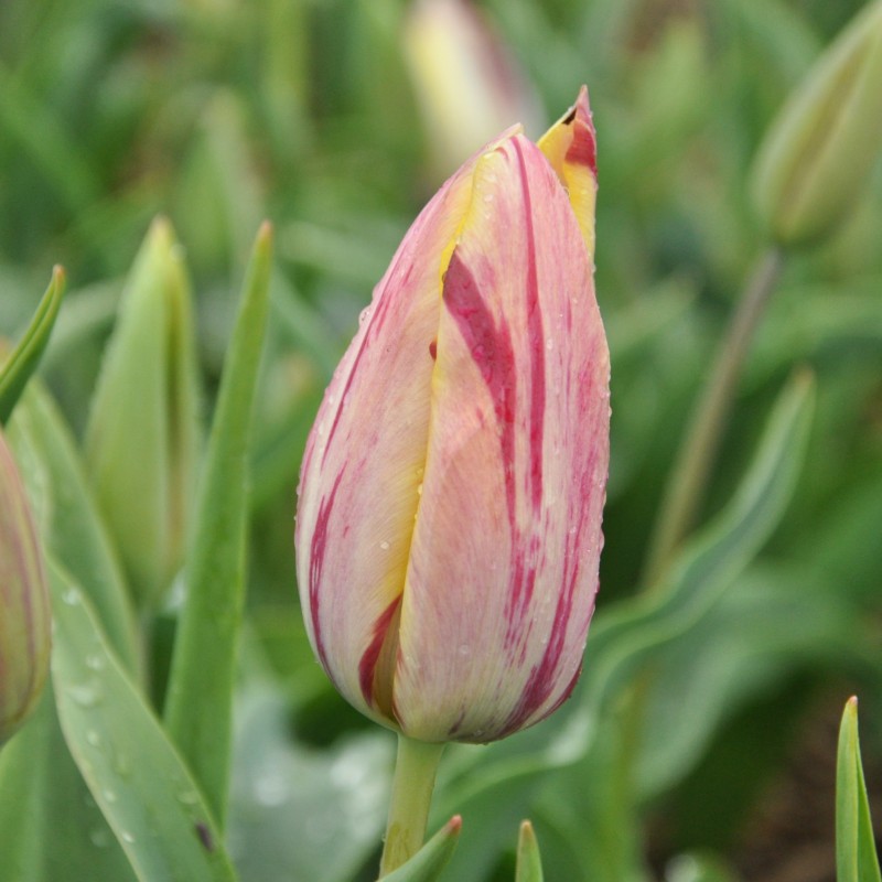 Tulipa 'Beauty of Bath' Tulipa 'Beauty of Bath'