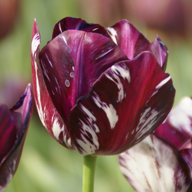 Tulipa 'Bessie' -broken- Tulipa 'Bessie' -broken-