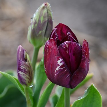 Tulipa 'Bessie' -broken- Tulipa 'Bessie' -broken-