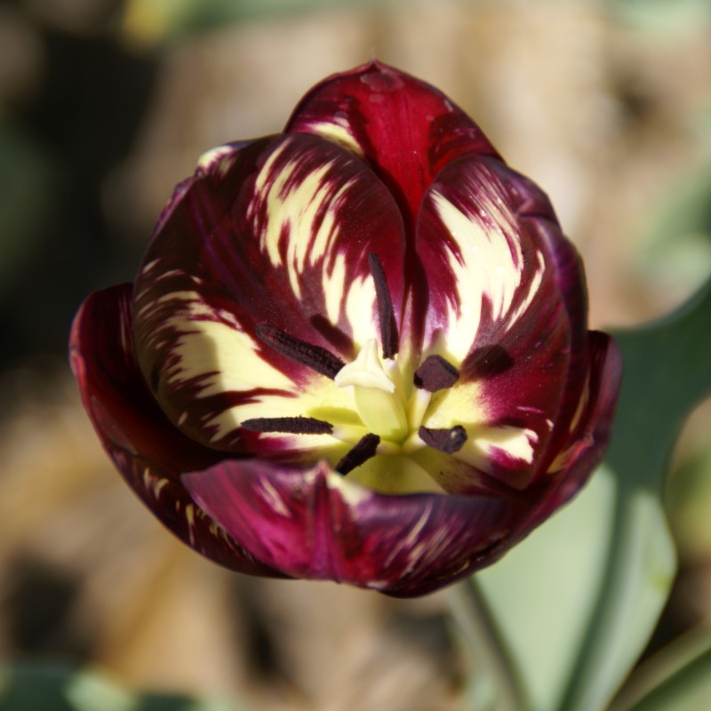 Tulipa 'Bessie' -broken- Tulipa 'Bessie' -broken-