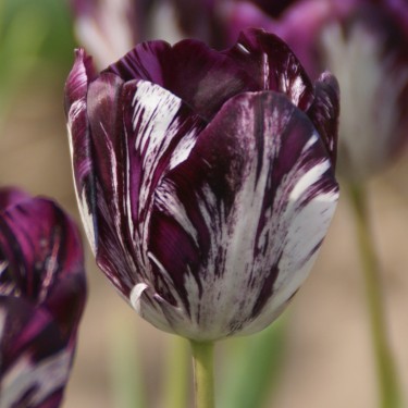 Tulipa 'Black and White'