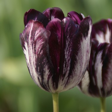 Tulipa 'Black and White' Tulipa 'Black and White'