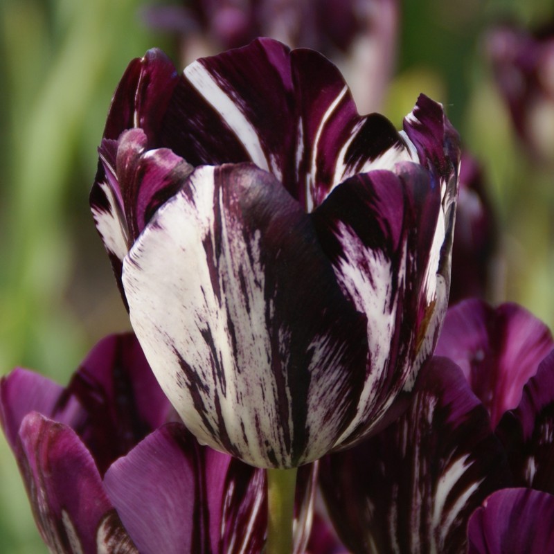 Tulipa 'Black and White' Tulipa 'Black and White'